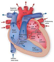 Overview of Basic Mechanisms of Cardiac Arrhythmia Recognition Course